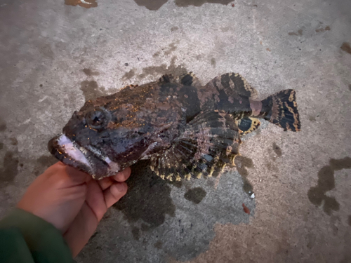 マカジカの釣果