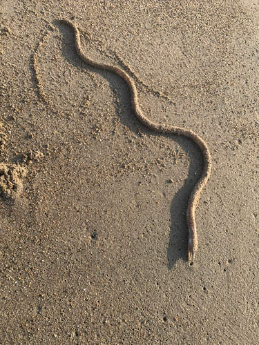 ダイナンウミヘビの釣果