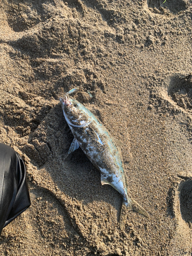 イナダの釣果