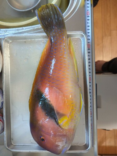 イラの釣果