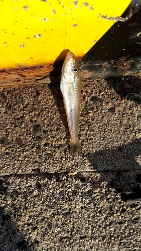 メゴチの釣果