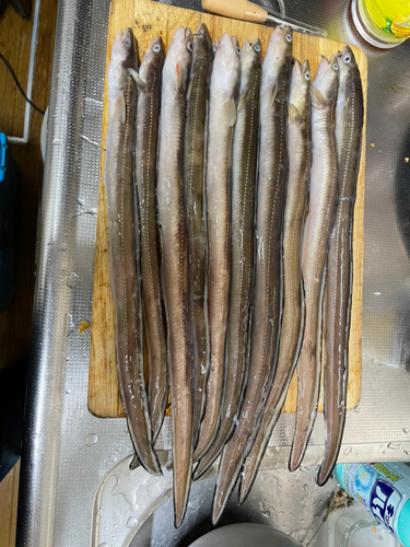 アナゴの釣果