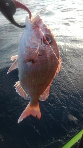 マダイの釣果