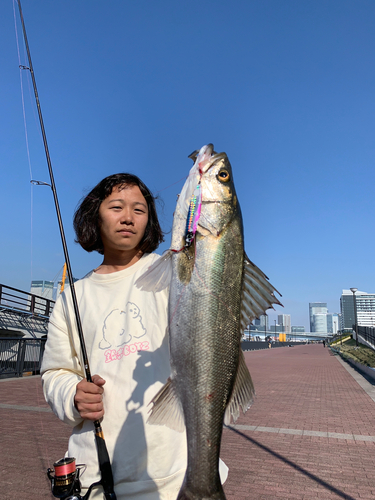 シーバスの釣果