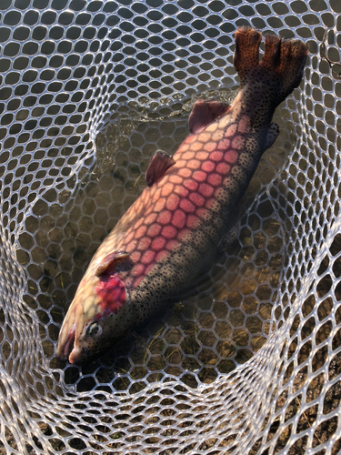 レインボートラウトの釣果