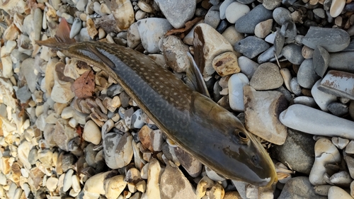 アメマスの釣果