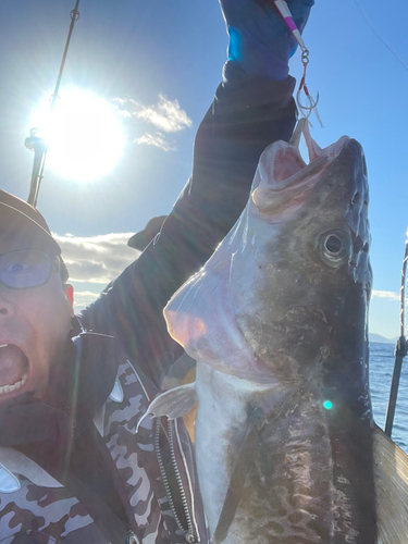 タラの釣果