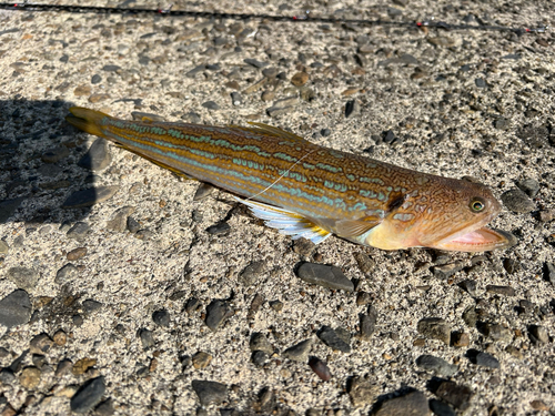 オキエソの釣果