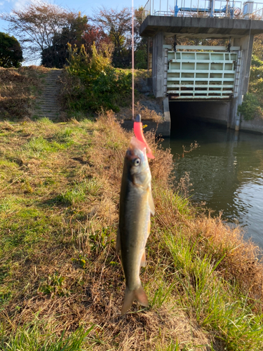 ウグイの釣果