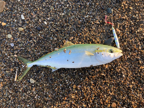 イナダの釣果