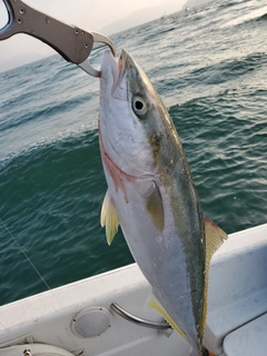 ハマチの釣果