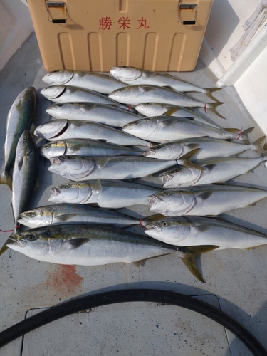 ブリの釣果