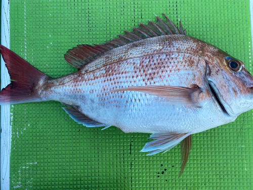 マダイの釣果