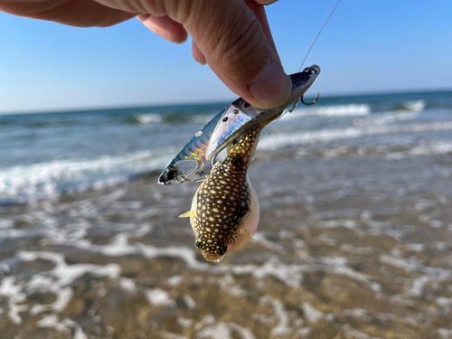 フグの釣果