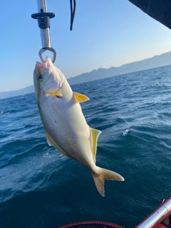 ショゴの釣果