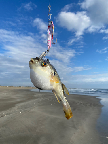 フグの釣果