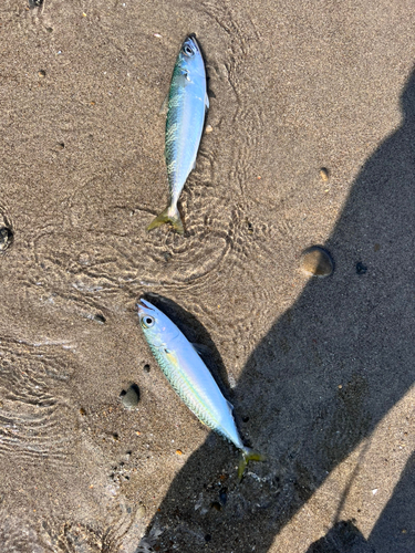 サバの釣果