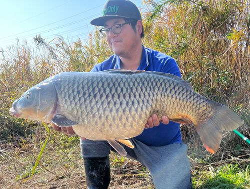 コイの釣果