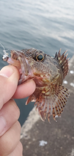 カサゴの釣果