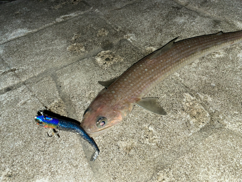 エソの釣果