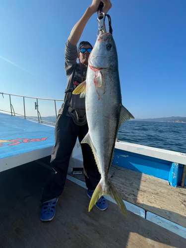 ヒラマサの釣果