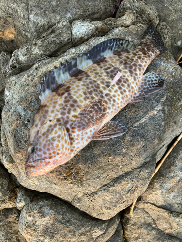 オオモンハタの釣果