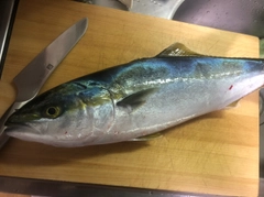 ヤズの釣果