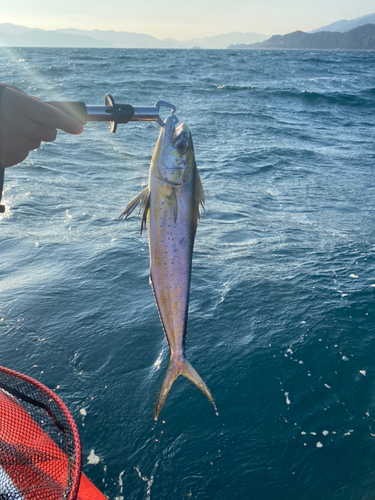 シイラの釣果