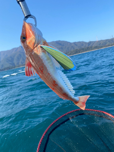 ホウボウの釣果