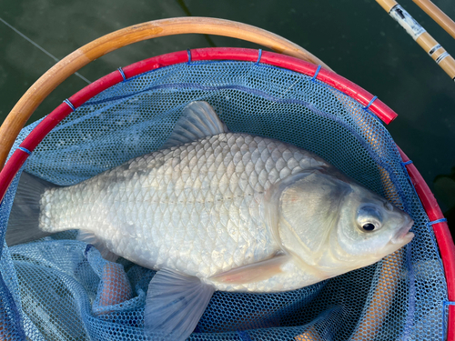 ヘラブナの釣果