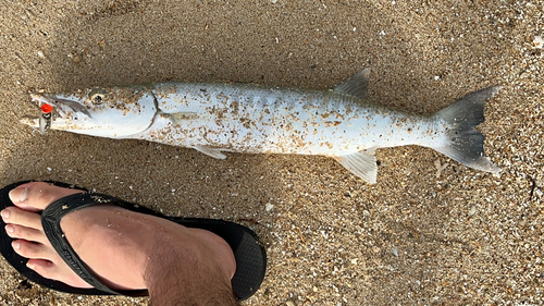 オニカマスの釣果