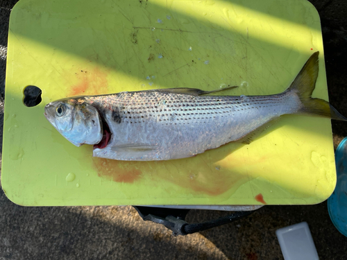 コノシロの釣果