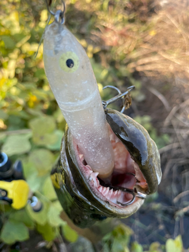 ライギョの釣果