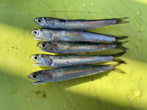 カタクチイワシの釣果