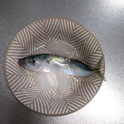 マサバの釣果