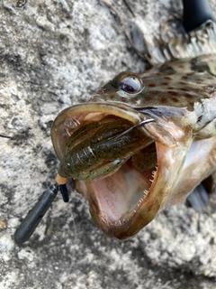 チャイロマルハタの釣果