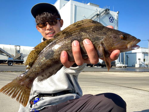 アイナメの釣果