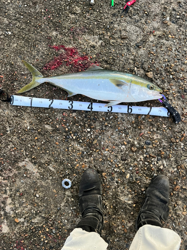 メジロの釣果