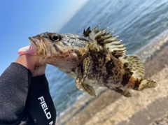 タケノコメバルの釣果