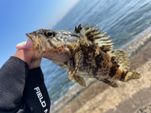 タケノコメバルの釣果