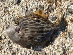 カワハギの釣果