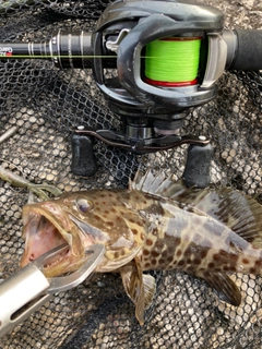 チャイロマルハタの釣果