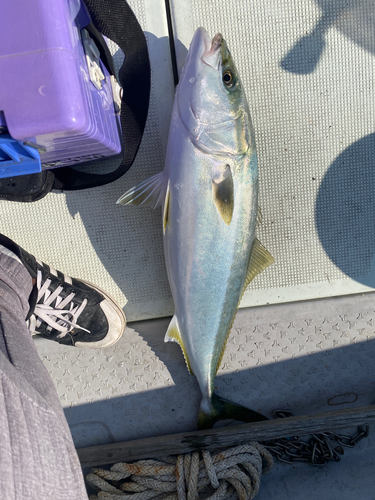 ハマチの釣果