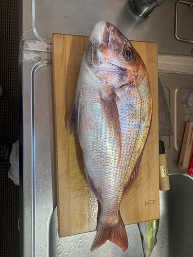 マダイの釣果