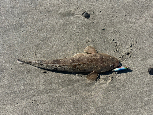 マゴチの釣果