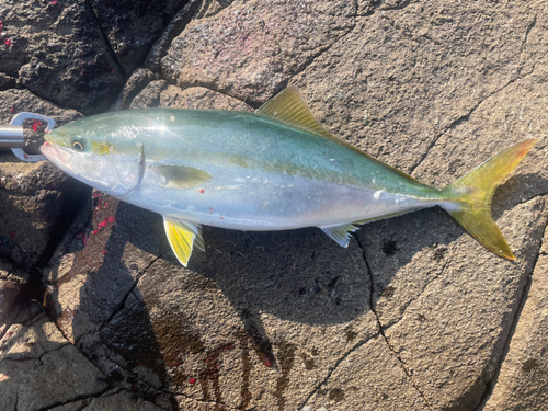 ハマチの釣果