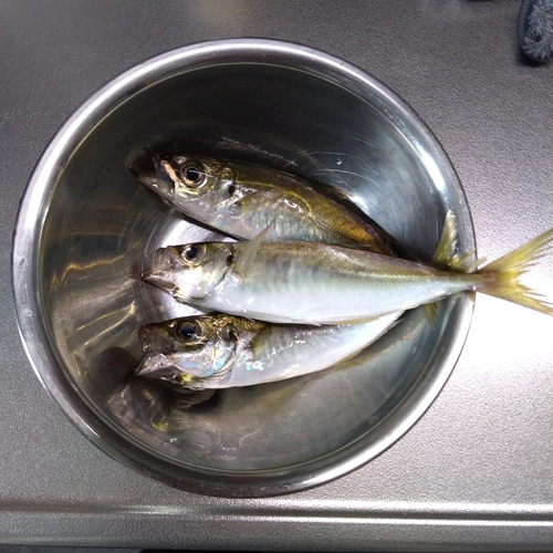 マアジの釣果