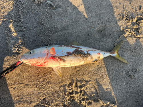 イナダの釣果