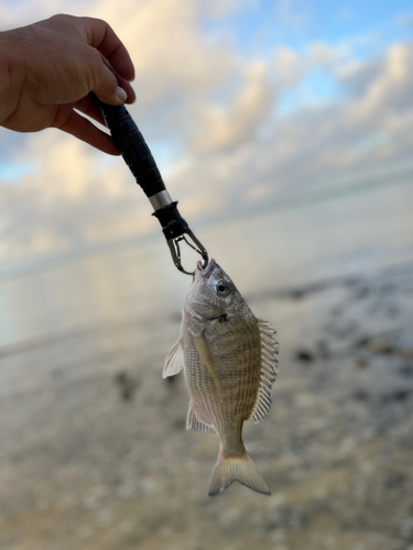 ミナミクロダイの釣果