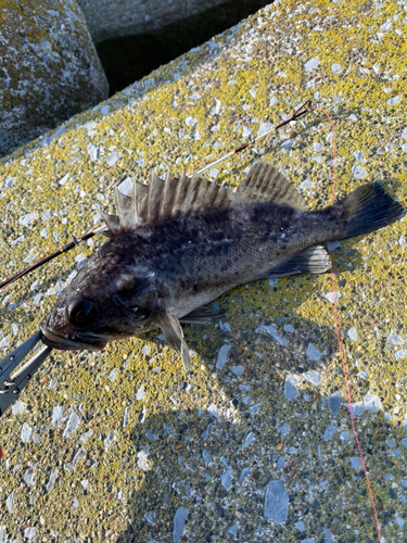 ムラソイの釣果